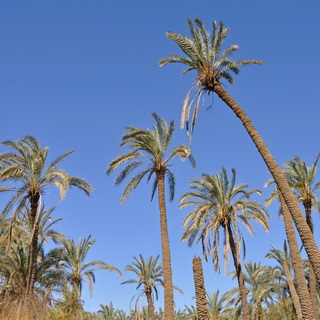 Bawiti - Palm trees